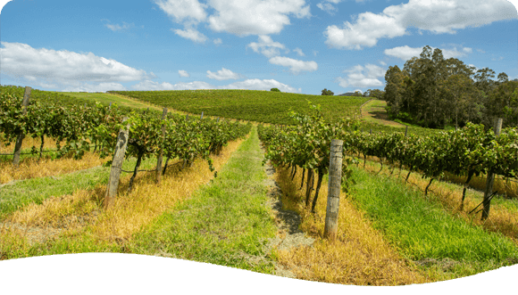 Vineyards In The Valley — Disability Services in Weston, NSW