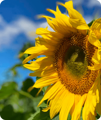 Closeup View Of Sunflower — Disability Services in Weston, NSW